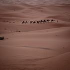 Dromedar Karawane in der Wüste Erg Chebby