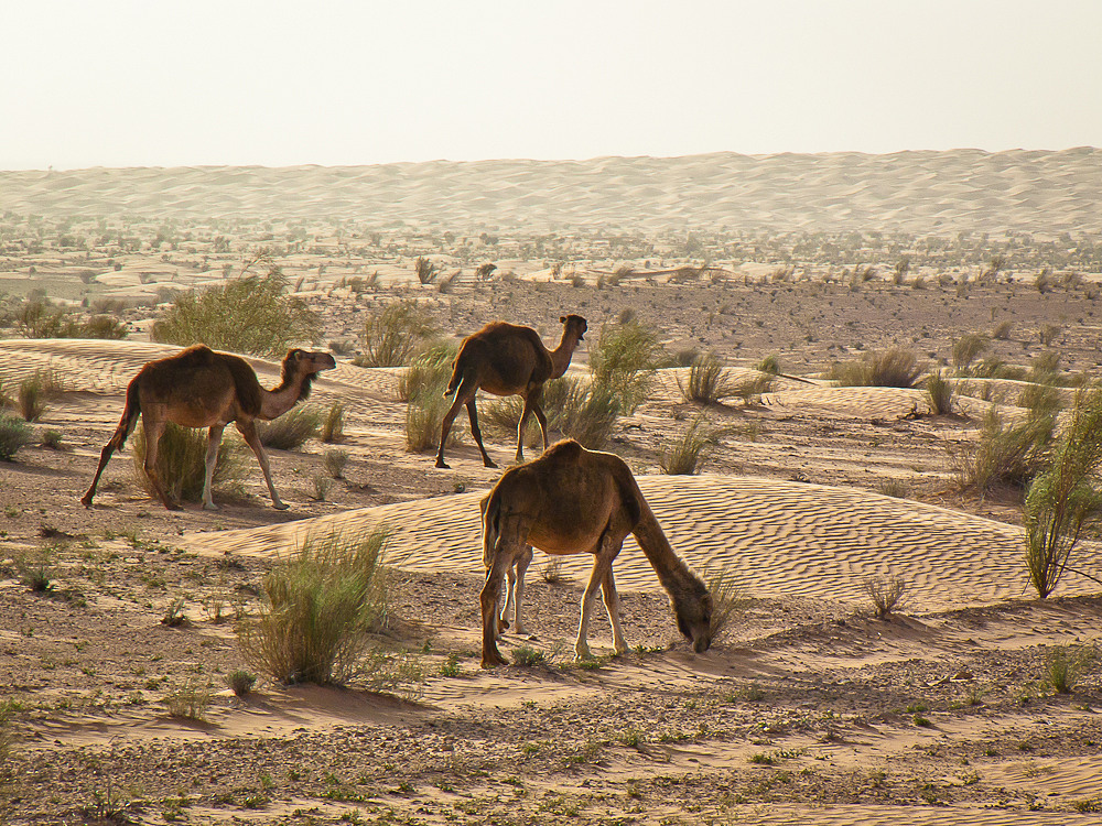 Dromedar-Kinderstube in der Sahara