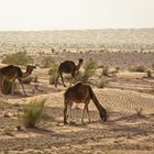 Dromedar-Kinderstube in der Sahara