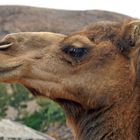 Dromedar oder Arabisches Kamel