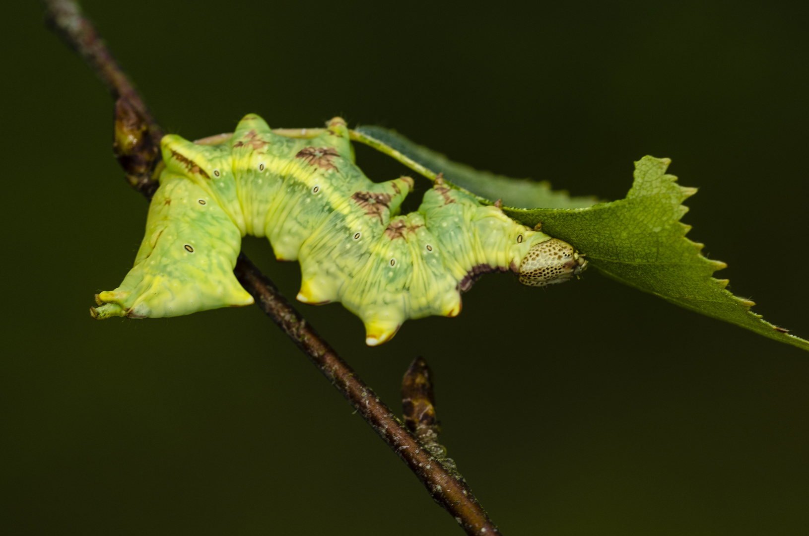 Dromedar-Zahnspinner (Notodonta dromedarius)