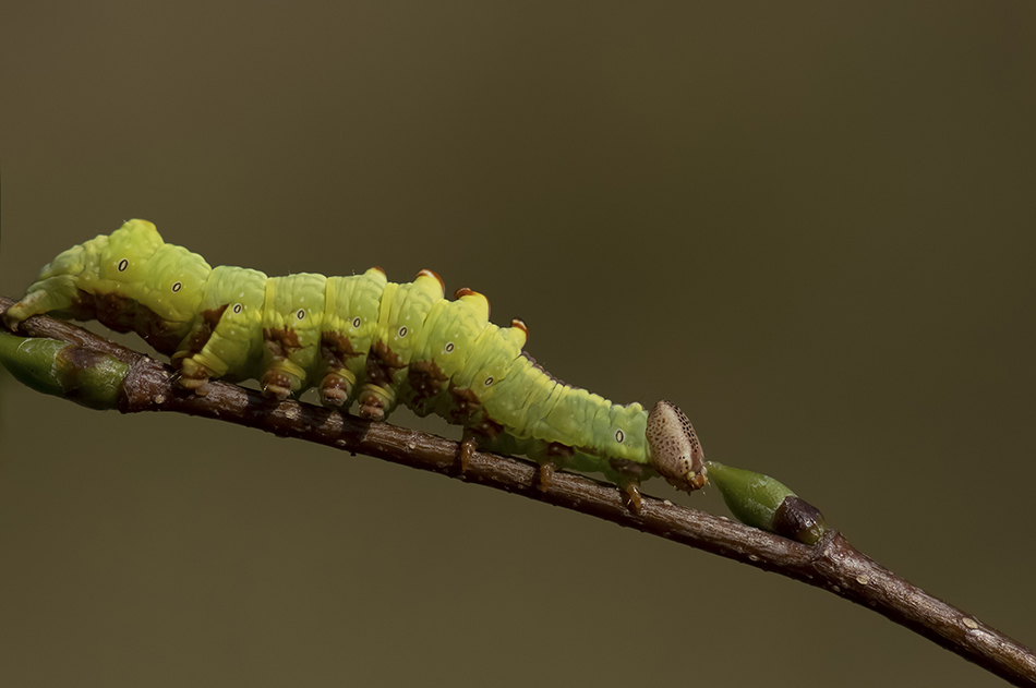 Dromedar-Zahnspinner Raupe (Notodonta dromedarius)