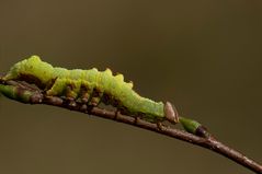 Dromedar-Zahnspinner Raupe (Notodonta dromedarius)