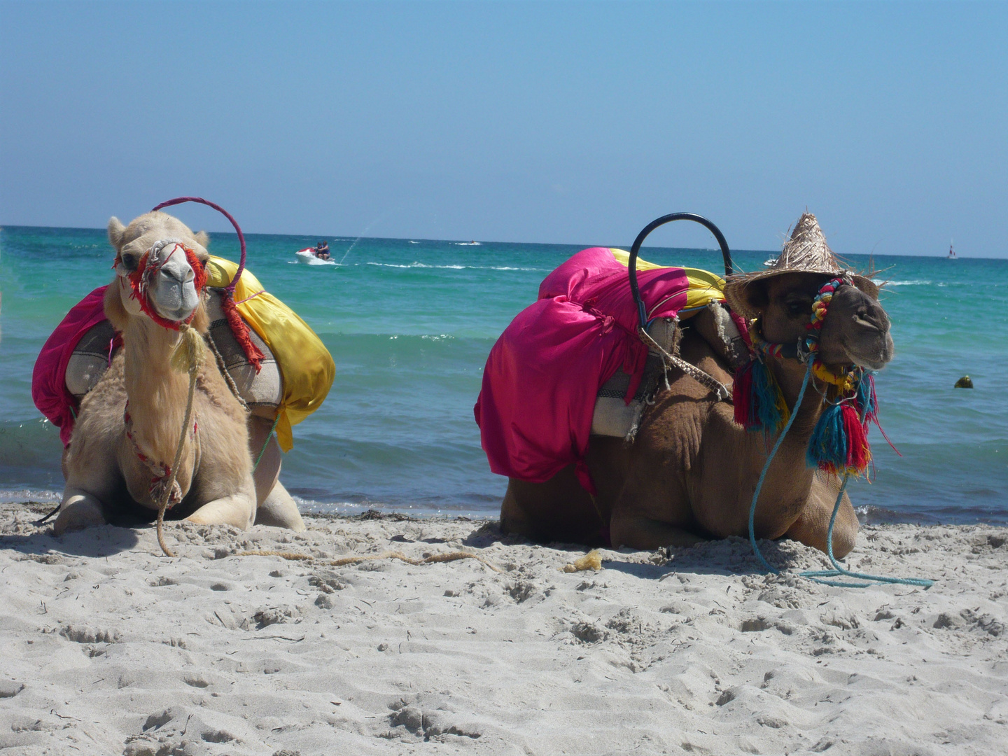 Dromedare am Strand