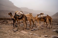 Dromedare auf dem Weg über den Tiwujar-Pass