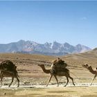 Dromedare auf Piste in Afghanistan -Foto von 1978