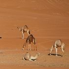 Dromedare in der Rub al-Chali (OMAN)