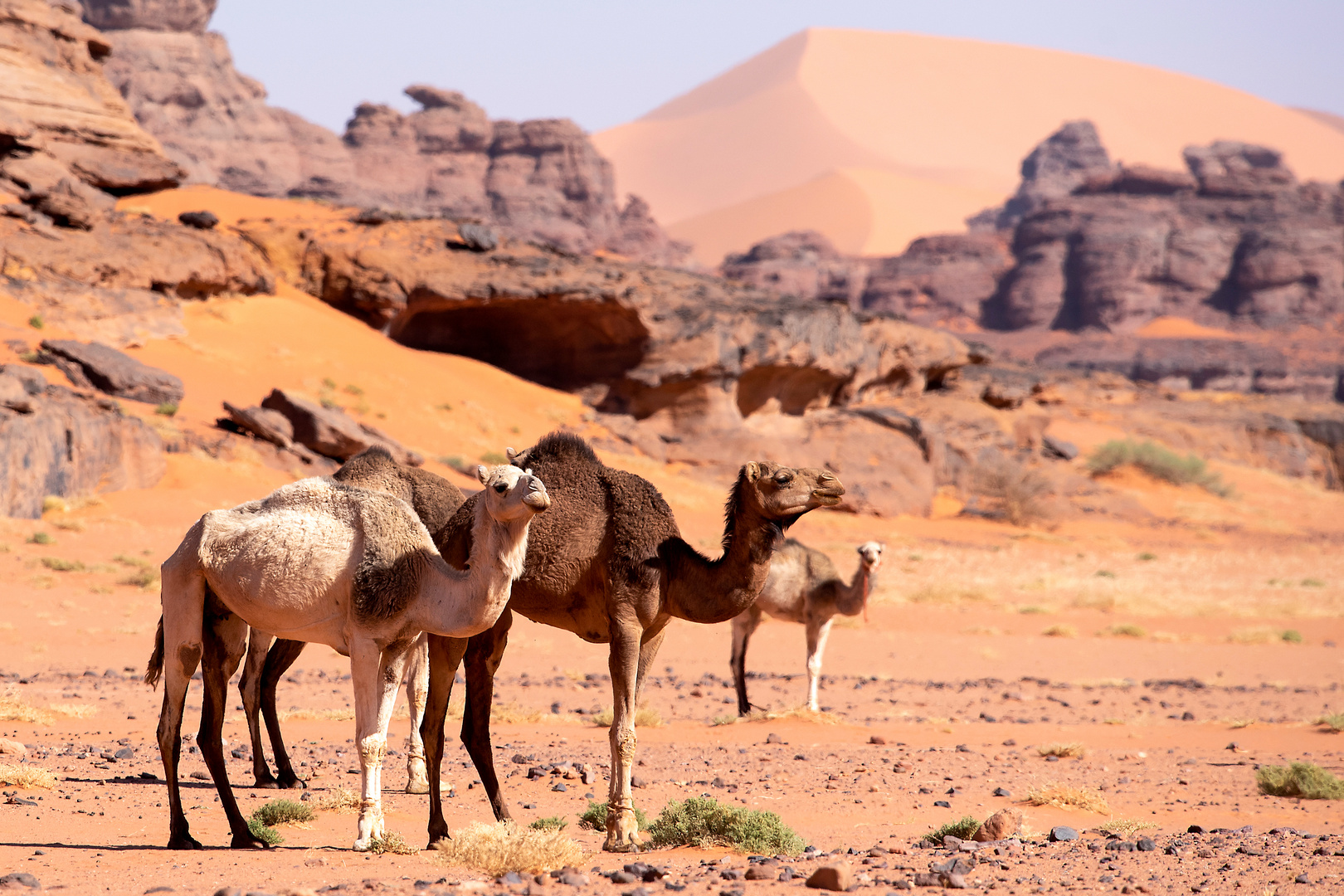 Dromedare in Tin Merzouga