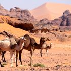 Dromedare in Tin Merzouga