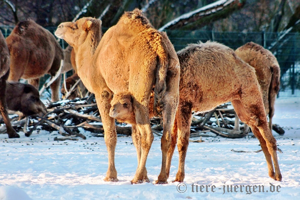 Dromedare-Noch mehr Winter?