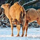 Dromedare-Noch mehr Winter?