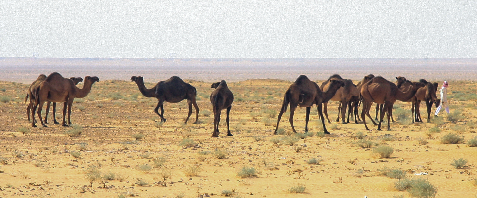Dromedarherde beim östlichen Wüstenschloss