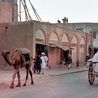 Dromedaries often seen in Herat
