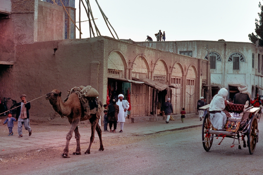 Dromedaries often seen in Herat