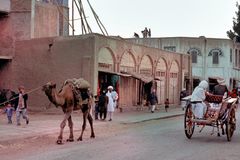 Dromedaries often seen in Herat