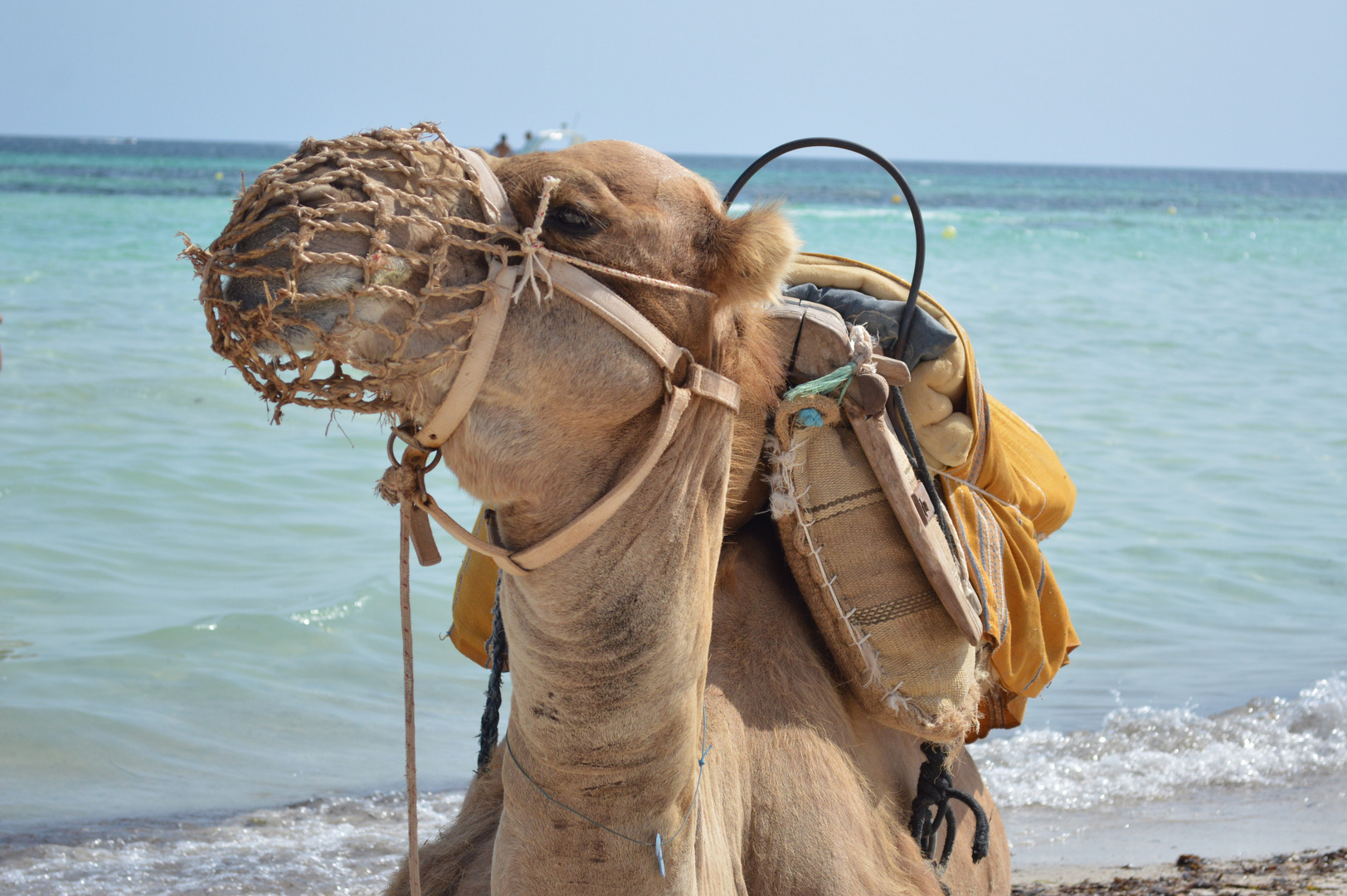 dromedario sulla spiaggia