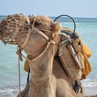 dromedario sulla spiaggia