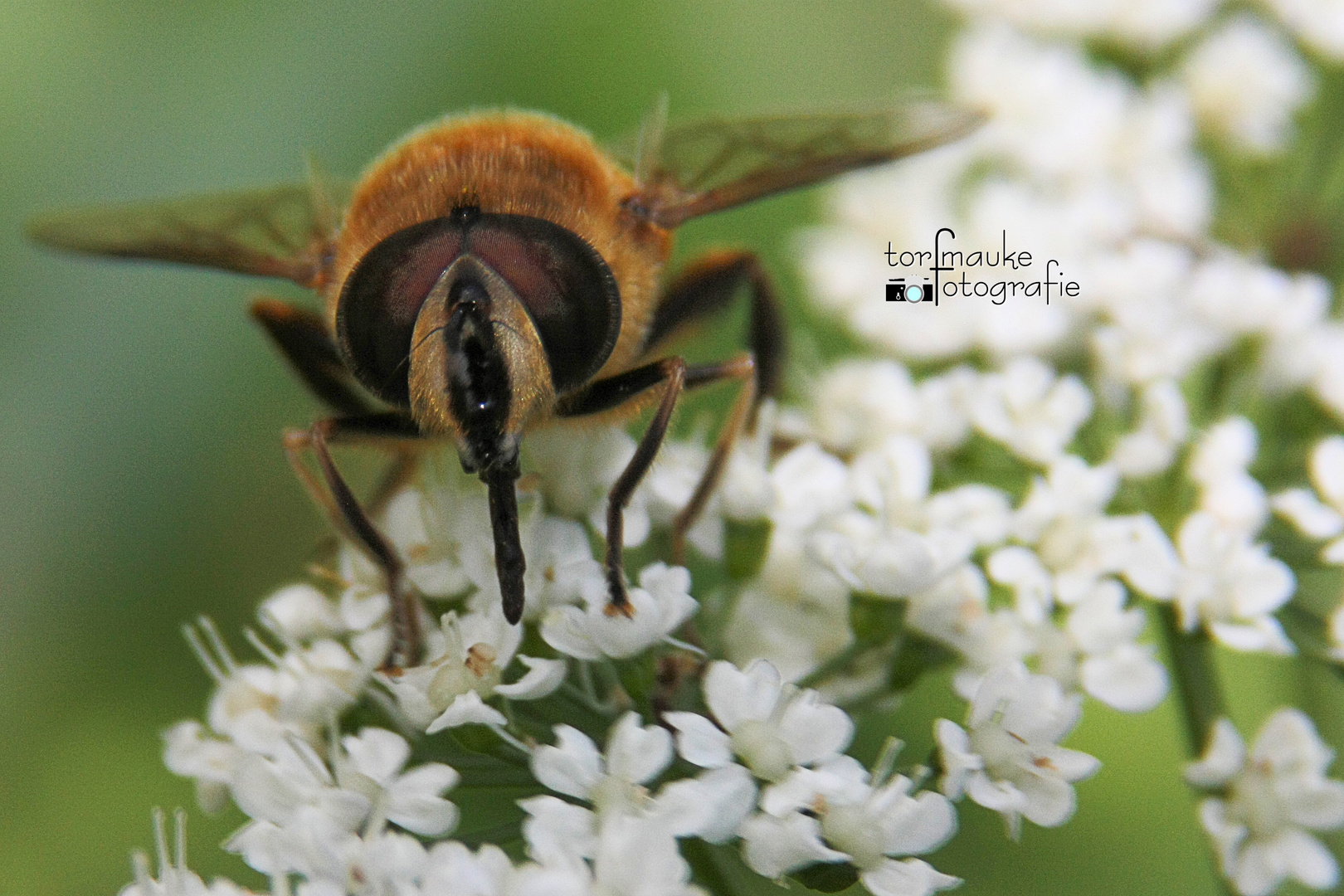 drone fly (Eristalis tenax)