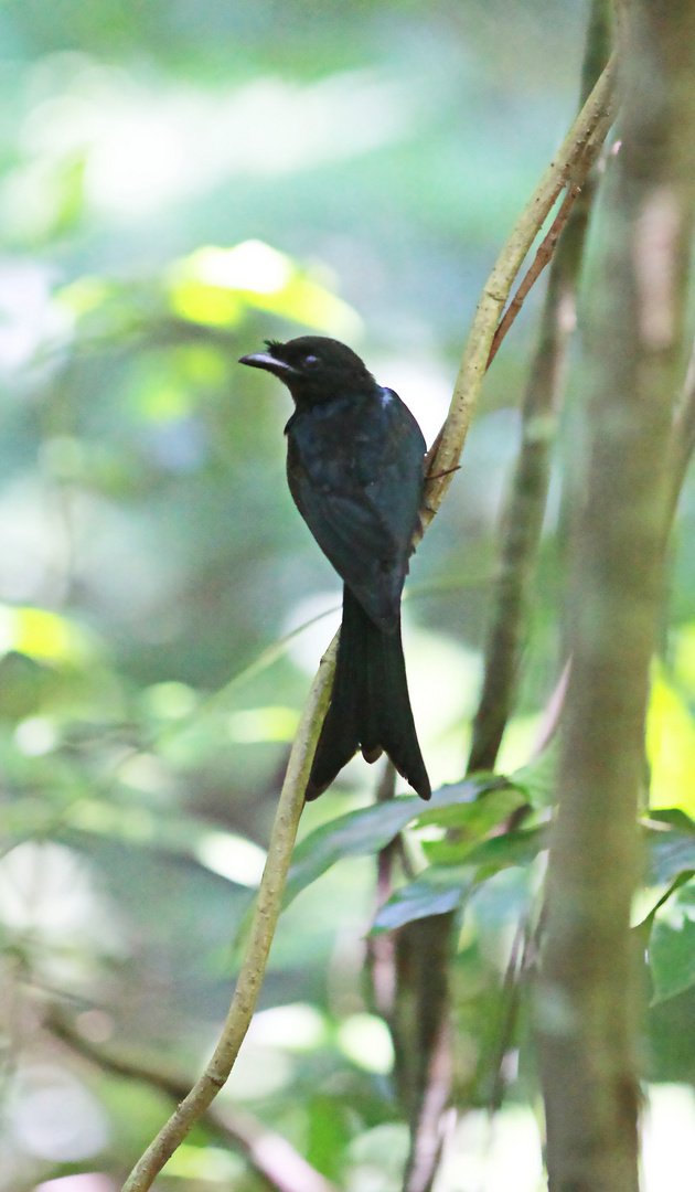 Drongo