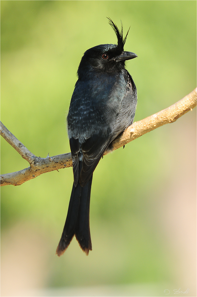 Drongo