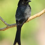 Drongo