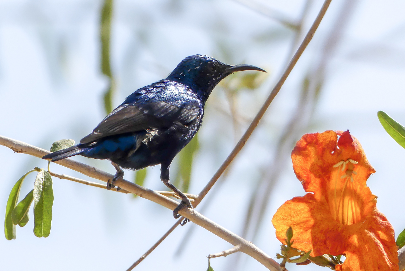 Drongo