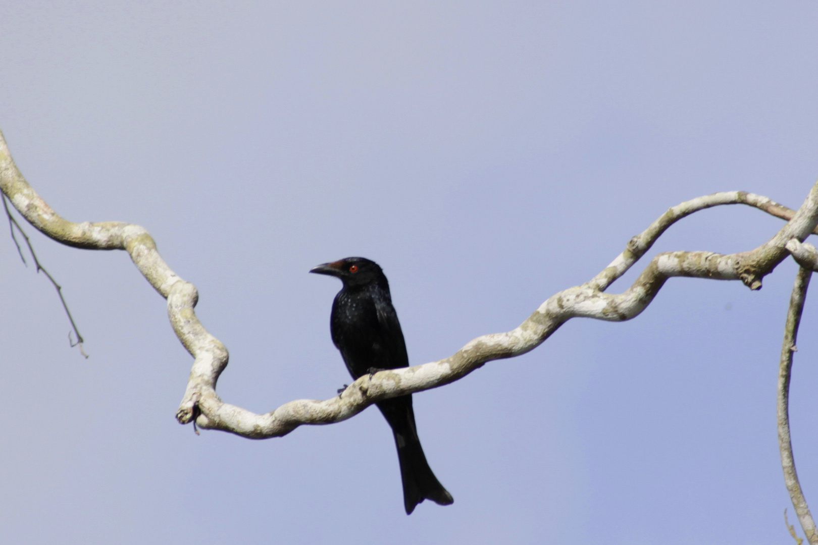 drongo