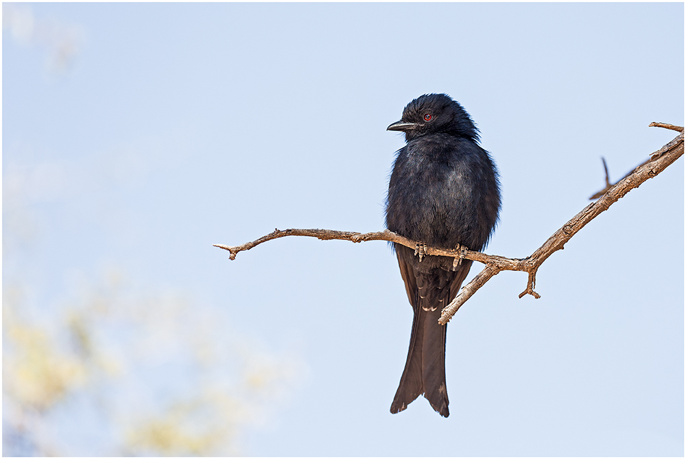 Drongo