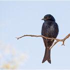 Drongo