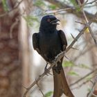 Drongo