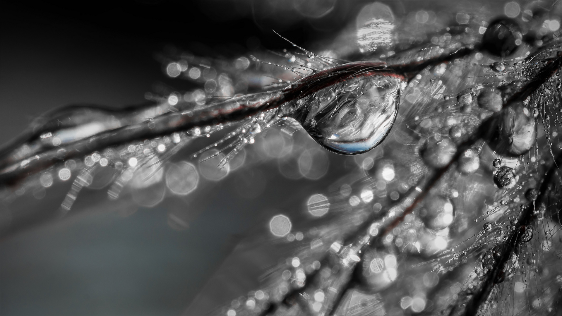 drop Foto & Bild spezial, makro, natur Bilder auf