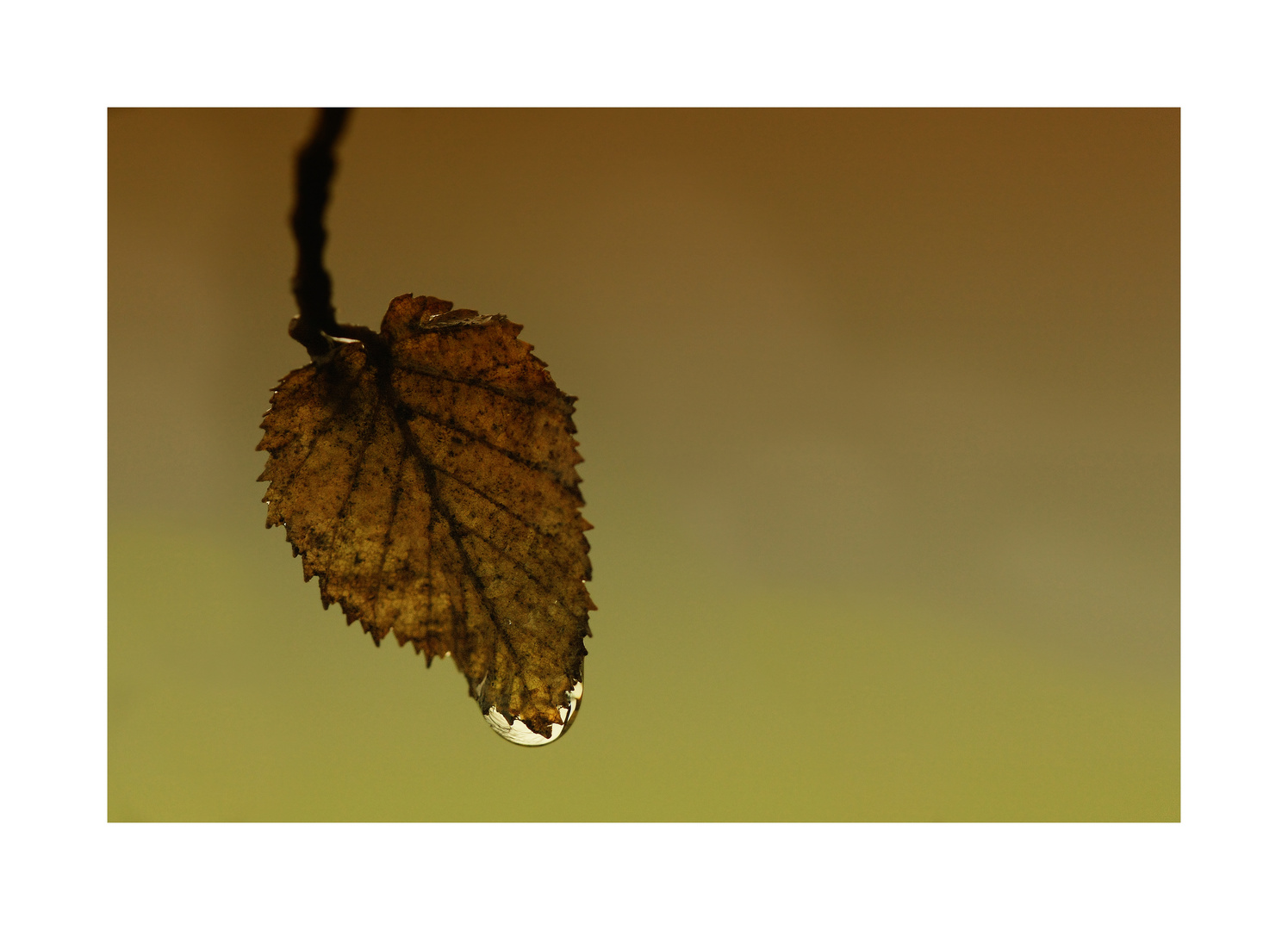 drop and leaf