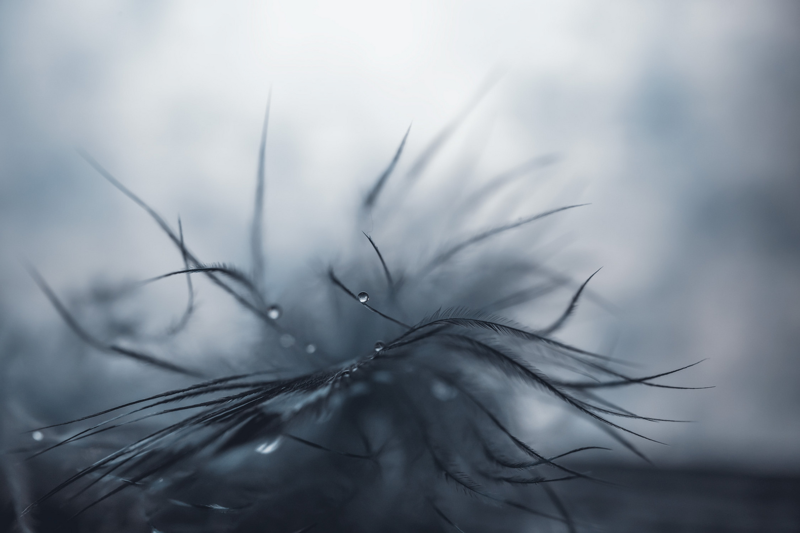 Drop Foto & Bild art, natur, tropfen Bilder auf