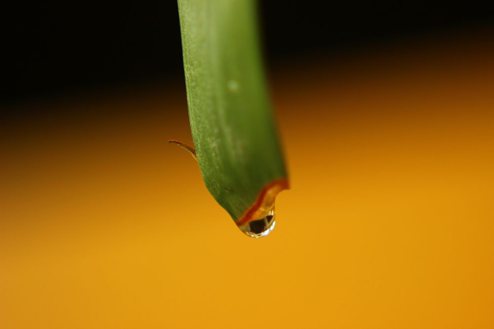 drop leaf