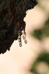 drop of life