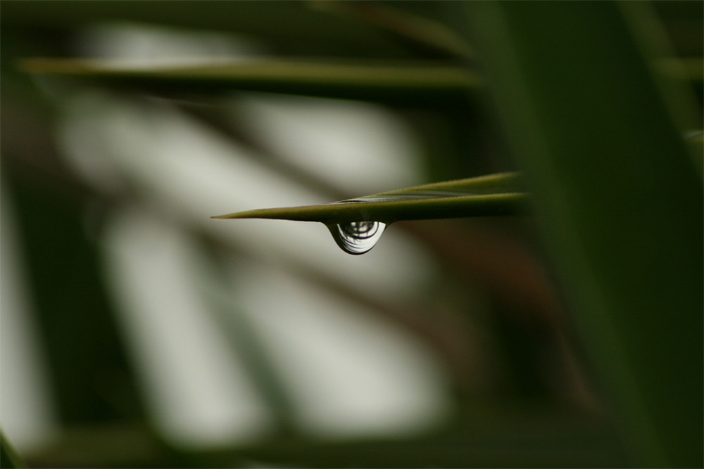 drop of pure water