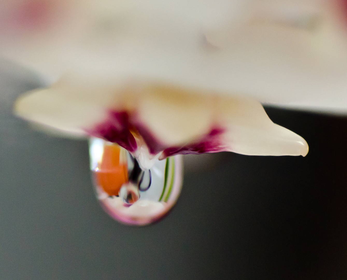 Drop of wax on a hoya flower