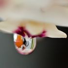 Drop of wax on a hoya flower