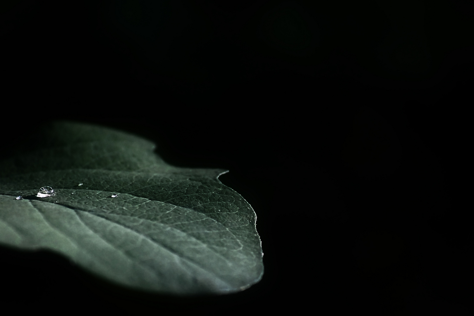 Drop on Leaf