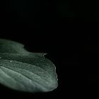 Drop on Leaf