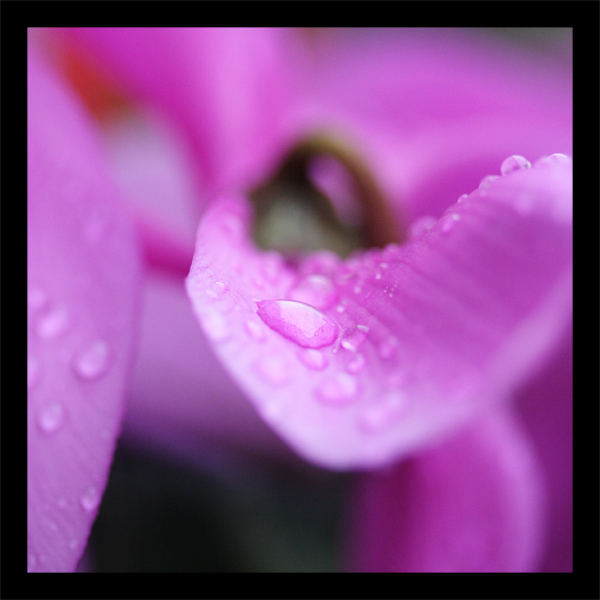 Drop on petal 2