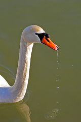 Dropje voor dropje ... Kanalwasser.