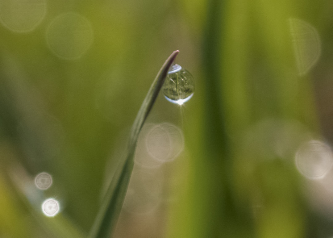 droplet