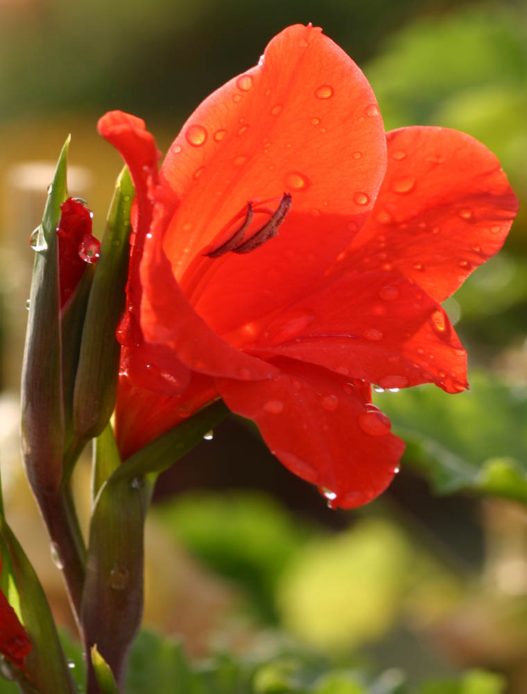 Droplet & Flower