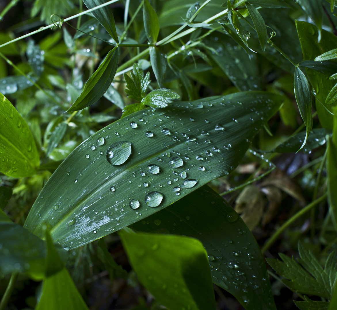 Droplet grass