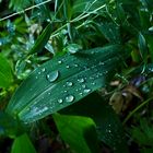 Droplet grass