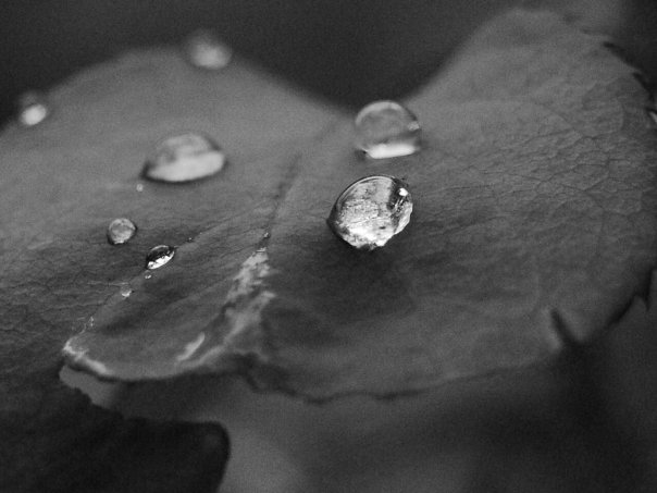 Droplet & Leaf