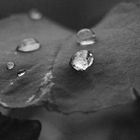 Droplet & Leaf