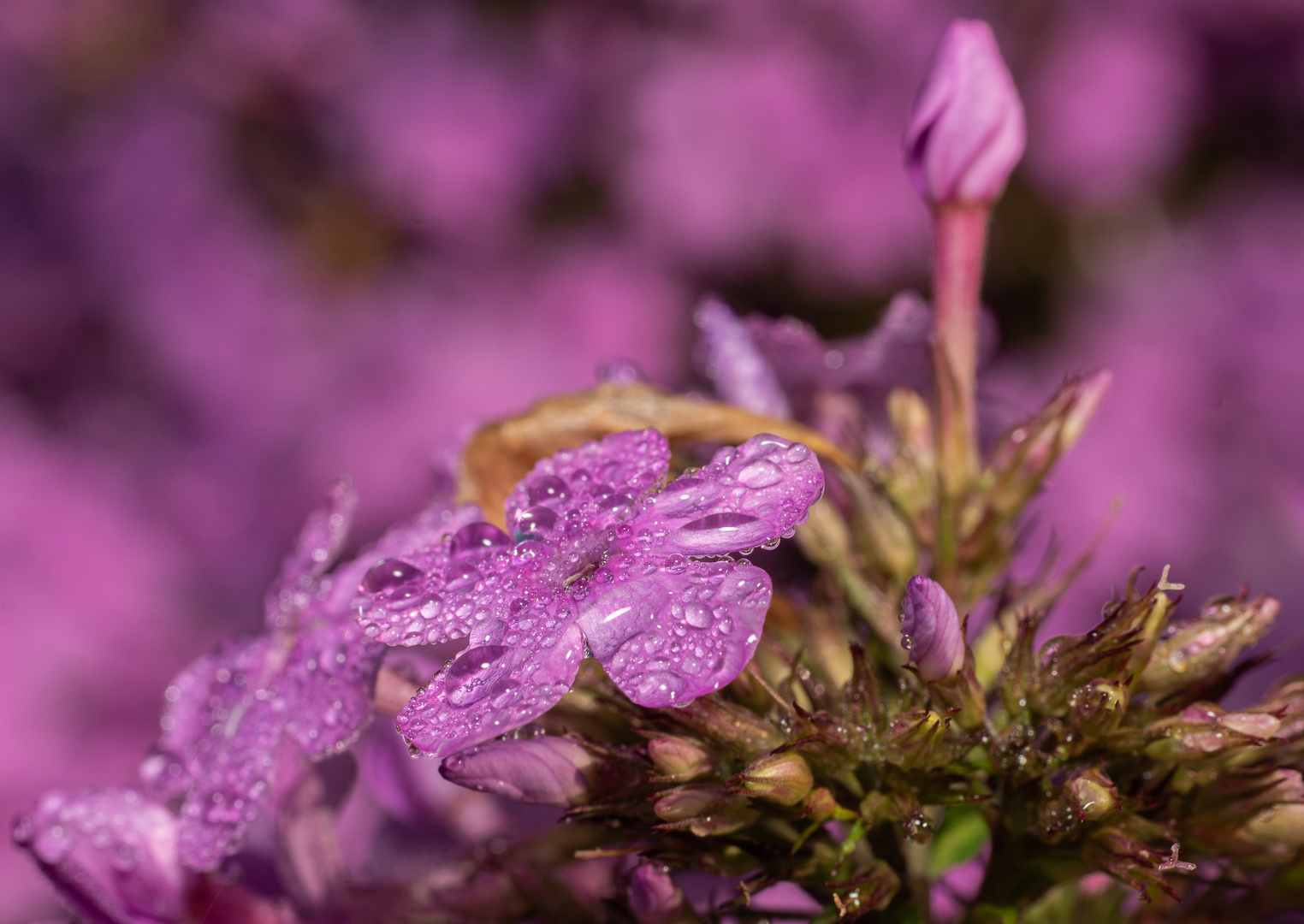 droplets in pink