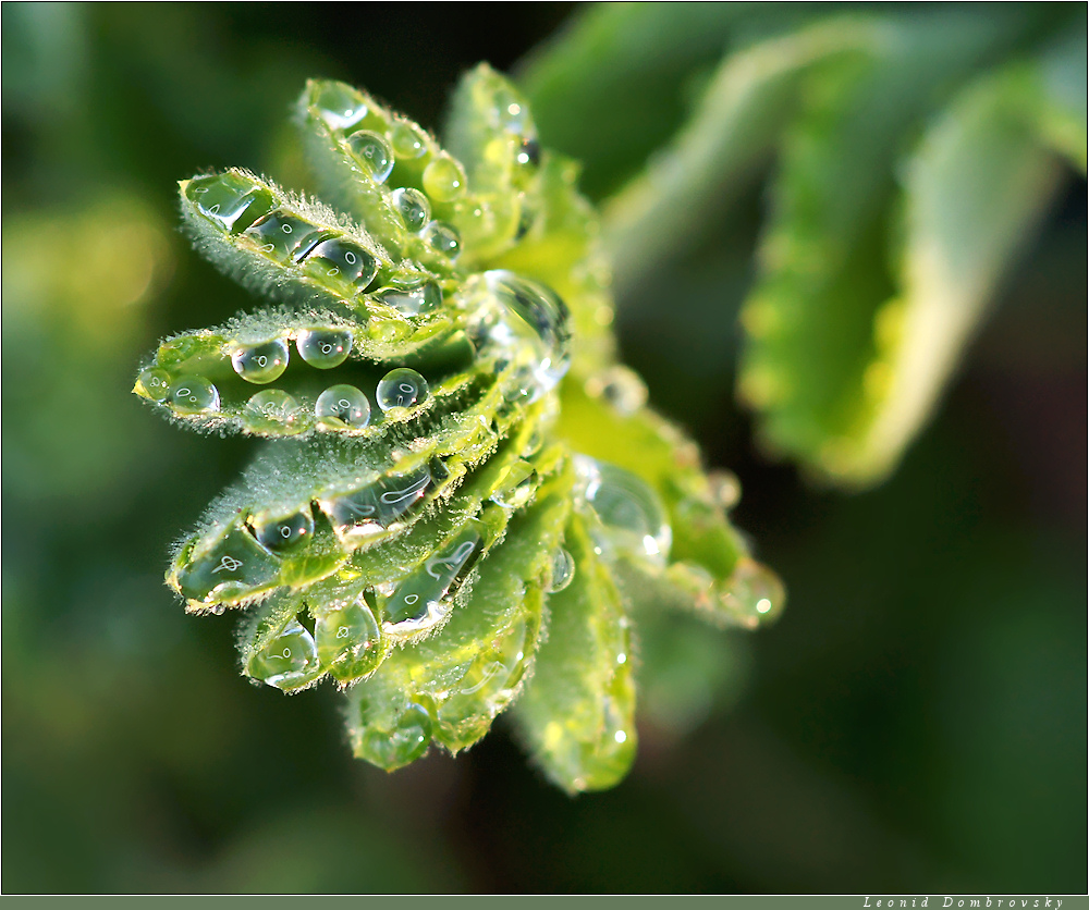 Droplets of morning dew